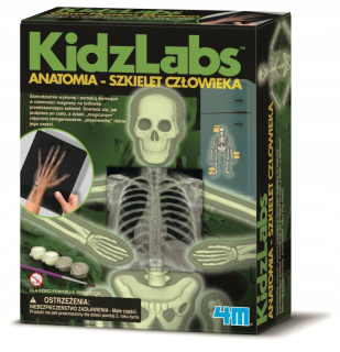 Anatómia. ľudská kostra