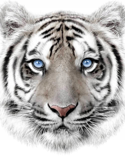 Prikrývka, prehozy na posteľ - Veľká prikrývka na postele prikrývku mačka mačka biely tiger
