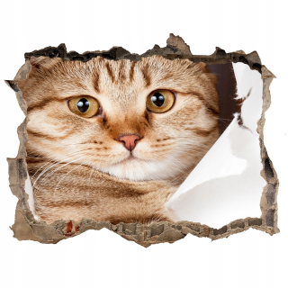 Destké samolepky - Dierová 3D fototapeta Nálepka s mačkou 120x81
