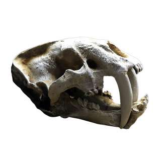 Detské záclony - Gad Emulational Dinosaur Ornament v Kalte
