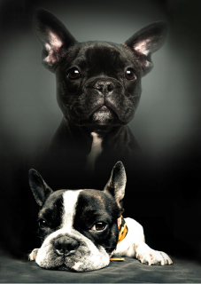 Prikrývka, prehozy na posteľ - Polárna fleece prikrývka 100x140cm bulldog