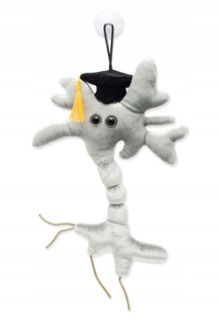 Masculbrick Mikrób Mozgová Call Graduate (sivá)
