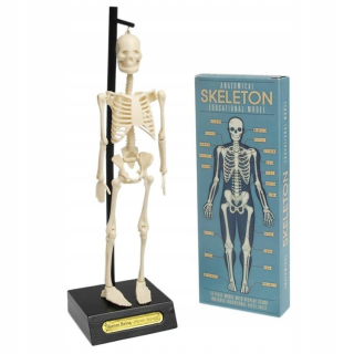Model Skeleton Man Kogrotrup Rex London