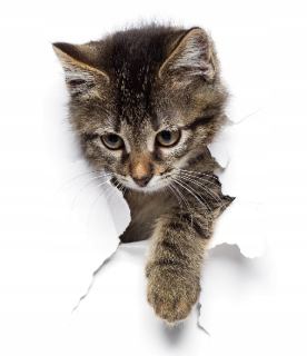 Samolepky do detskej izby - Nálepka na stenu Cat Cat Cat 120 cm Eco