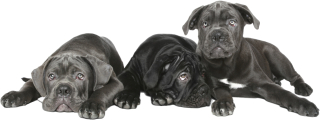 Samolepky do detskej izby - Nástenné nálepky Dogs Cane Corso 20 150x56 cm