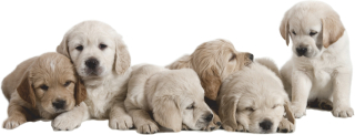 Destké samolepky - Nálepky na stenu Labradory Dogs 2 150x57 cm
