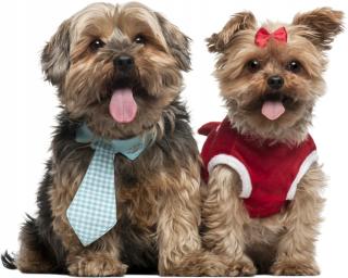 Destké samolepky - Nástenné nálepky Dogs shih tzu 18 50x40 cm