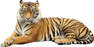 Destké samolepky - Nástenné nálepky Tiger 9 100x50 cm