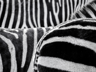 Samolepky do detskej izby - Nálepka na stenu, Zebra, Belts 177x133cm OS-79