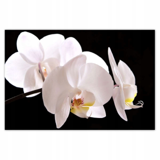 Samolepky do detskej izby - Nálepky 93x62 biele orchidey orchidey orchidey orchidey
