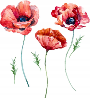 Destké samolepky - Nálepky na stenu červené maky kvety 170x150 cm