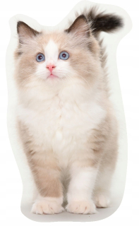 Detský dekoračný vankúš - Vankúšová mačka mačka ragdoll karbotex
