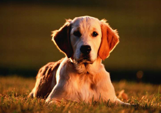 Puzzle zlatý retriever Trefl 10174 (1000) 12+