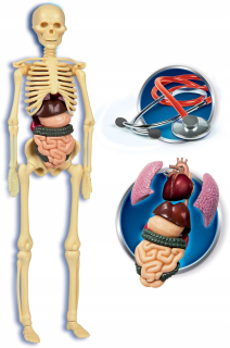 Sada ľudského tela modelu DNA Anatomy Clementoni
