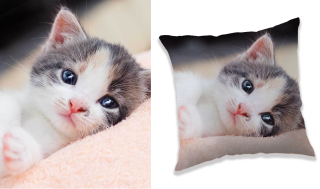 Prikrývka, prehozy na posteľ - Sada prikrývka Cat 120x150 vankúš 40x40 Kitty Kitty