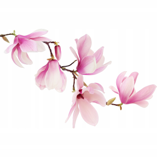 Destké samolepky - Nálepky na stenu na dvere MAGNOLIA